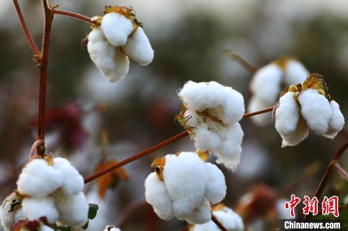 朵朵棉花吐絮盛開。　劉艷敏 攝