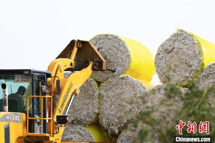 叉車將采棉機吐出的“金蛋蛋”裝車?！「唠p強 攝