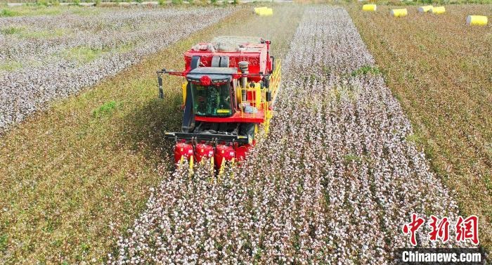 采棉機正在采收棉花，猶如在五線譜上跳動的音符，正在演奏豐收的樂章?！∷谓?攝