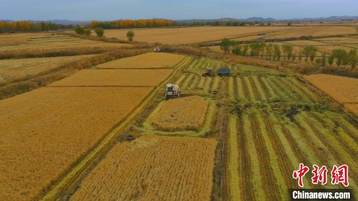 圖為科右中旗杜爾基鎮(zhèn)雙金嘎查的萬(wàn)畝水稻田進(jìn)入集中收割期?！≮w殿威 攝