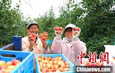 圖為興安盟沙果迎豐收?！】朴仪捌煳麄鞑抗﹫D