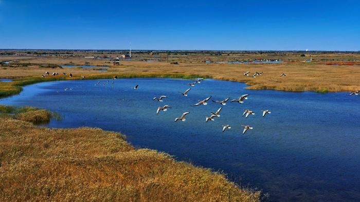 △黃河三角洲擁有天然蘆葦270平方公里，是東北亞內(nèi)陸和環(huán)西太平洋鳥類遷徙重要的“中轉(zhuǎn)站”、越冬地和繁殖地。(總臺央視記者李煒、程鋮拍攝)