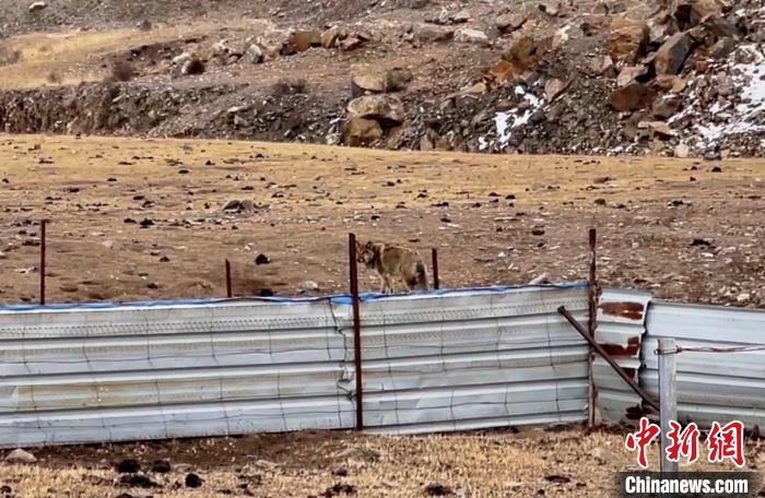 圖為闖入村民家中的野狼?！∨d海縣公安局溫泉派出所供圖