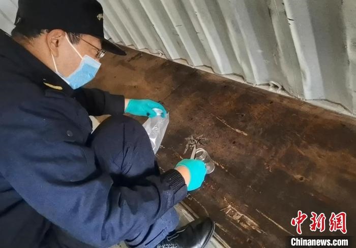 張家港海關(guān)工作人員截獲捕鳥蛛。　王健超 攝