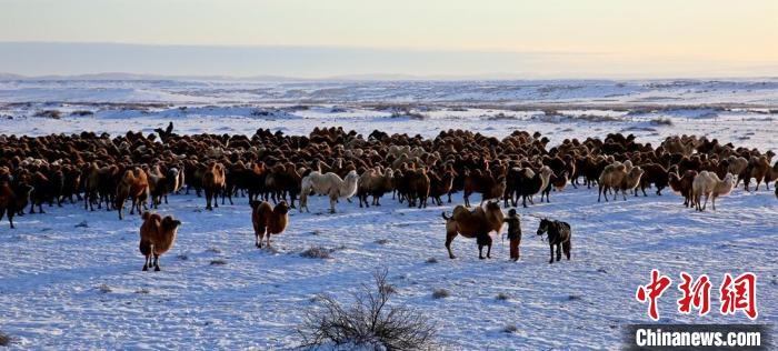 進(jìn)入冬季，駱駝在戈壁灘上散養(yǎng)。　郭靜琨 攝