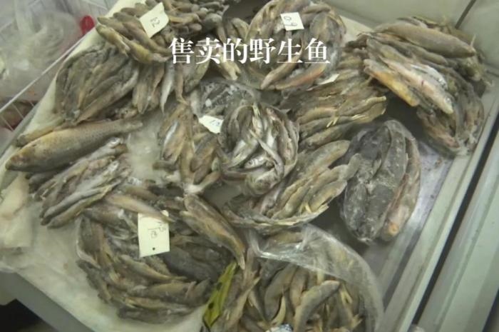 2021年12月6日，督察組現(xiàn)場(chǎng)隨機(jī)抽查發(fā)現(xiàn)，保護(hù)區(qū)附近餐館仍然存在非法經(jīng)營(yíng)野生河魚(yú)的問(wèn)題