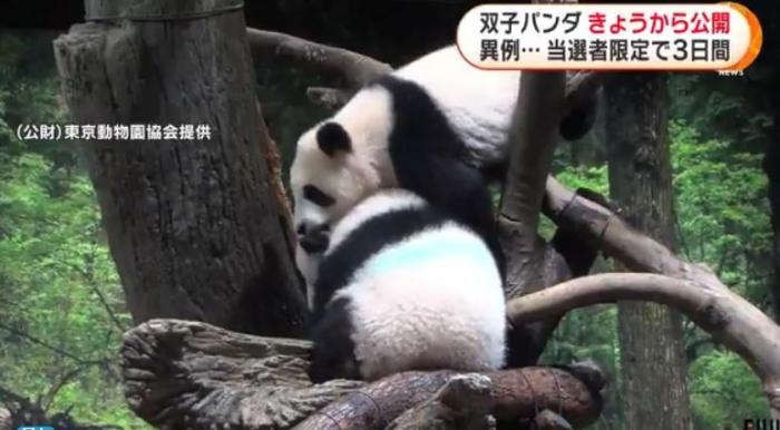 12日，日本東京上野動物園的旅日雙胞胎熊貓開始同游客見面。(圖片來源：日本富士電視臺視頻截圖)