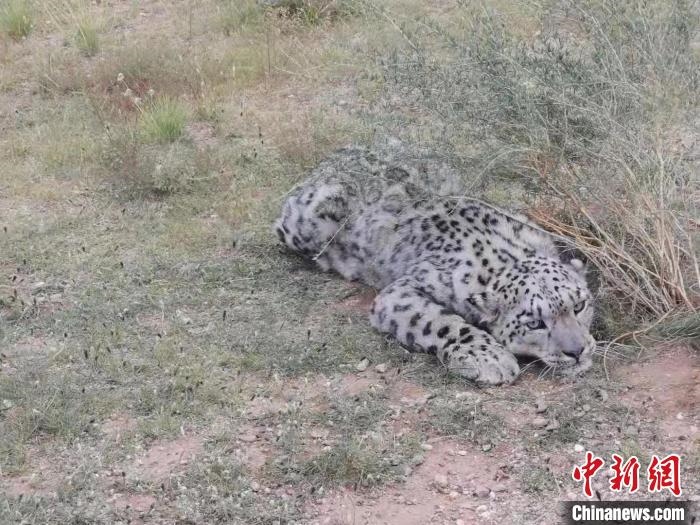 圖為在四子王旗發(fā)現(xiàn)的雪豹(資料圖)。　四子王旗警方供圖
