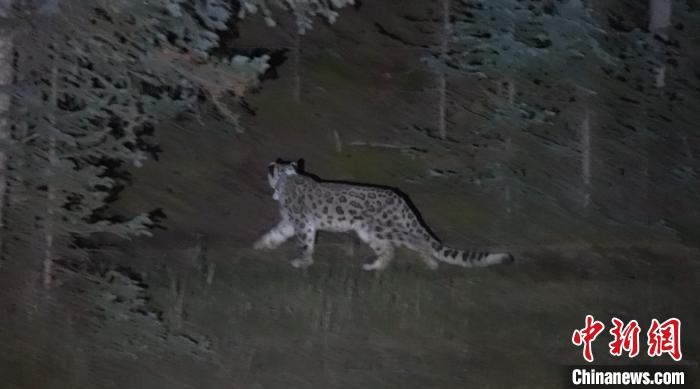 圖為被放歸自然的雪豹(資料圖)?！让晒帕植菥止﹫D。
