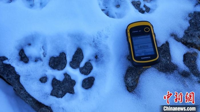 圖為疑似放歸雪豹的足跡(資料圖)?！让晒刨R蘭山國家級自然保護區(qū)供圖