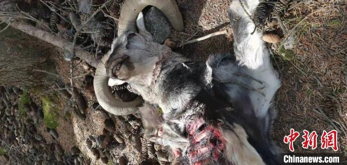 圖為疑似雪豹捕食巖羊的殘骸(資料圖)?！让晒刨R蘭山國家級自然保護區(qū)供圖