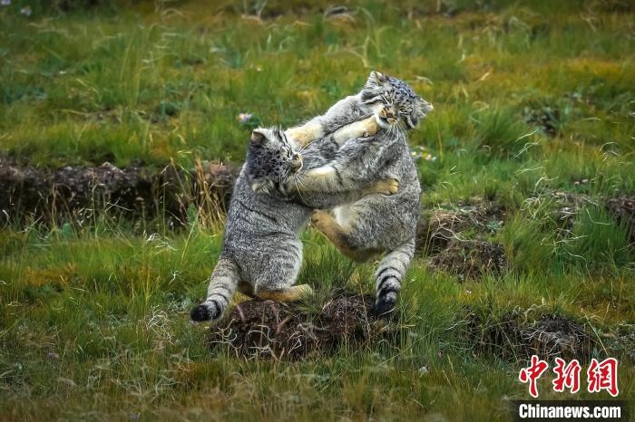 圖為作品《難分伯仲》?！〗股?攝