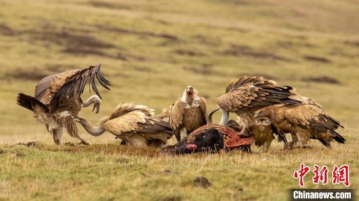 圖為作品《聚會》?！℃夭疾夭爬?攝