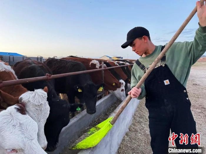 圖為敖木希勒在喂牛?！“侥鞠＠展﹫D