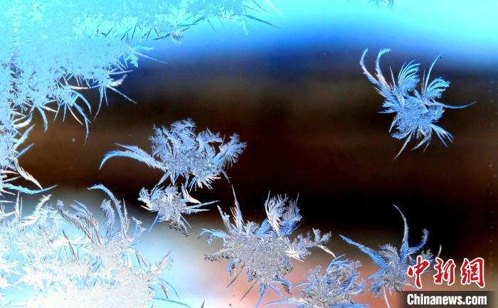 玉樹瓊枝盈滿窗。　孫書程 攝