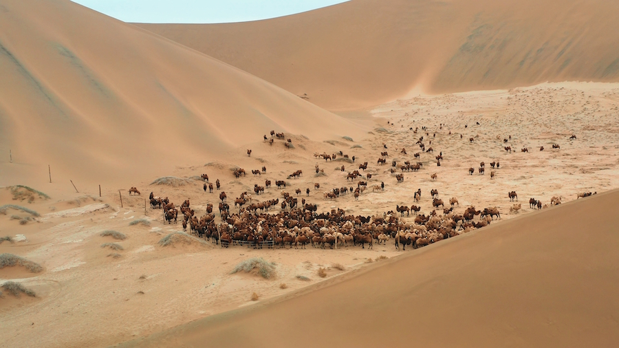 駱駝轉(zhuǎn)場 (5).jpg