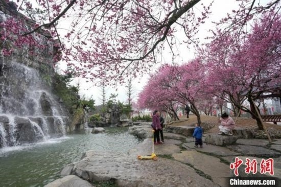 2月23日，市民在乾藝梅園景區(qū)觀賞綻放的梅花。陳興輝 攝