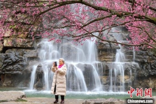 2月23日，市民在乾藝梅園景區(qū)拍攝綻放的梅花。瞿宏倫 攝