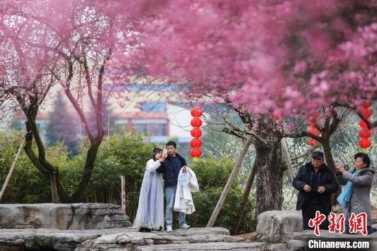 2月23日，市民在乾藝梅園景區(qū)觀賞綻放的梅花。瞿宏倫 攝