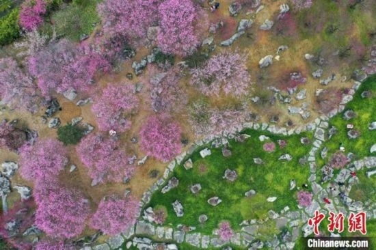 2月23日，航拍乾藝梅園景區(qū)綻放的梅花。瞿宏倫 攝