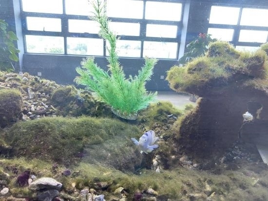 圖為寶鋼湛江鋼鐵水控中心，觀(guān)賞海魚(yú)在鋼渣漁礁里游動(dòng)