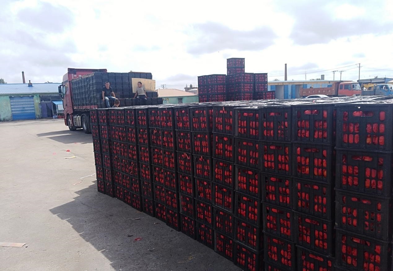 　　外銷的蔬菜在市場等待拉運。受訪者供圖