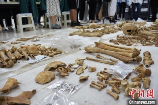 圖為已清理完畢的骨骼標本。王宇 攝