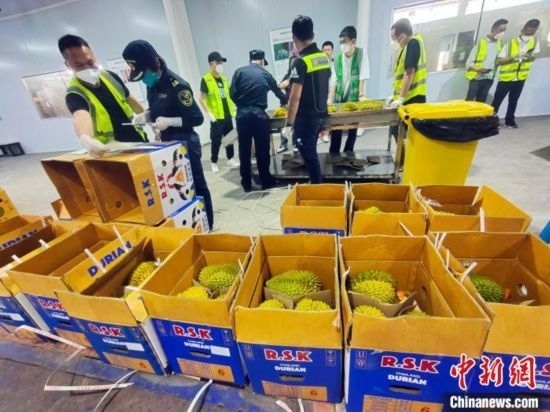 圖為海關(guān)關(guān)員對(duì)進(jìn)口榴蓮進(jìn)行查驗(yàn)。黃艷梅 攝