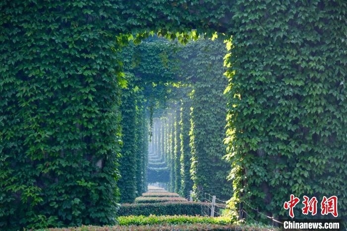 成都二環(huán)高架橋墩被植被爬滿，形成“綠野仙蹤”景觀?！埨?攝