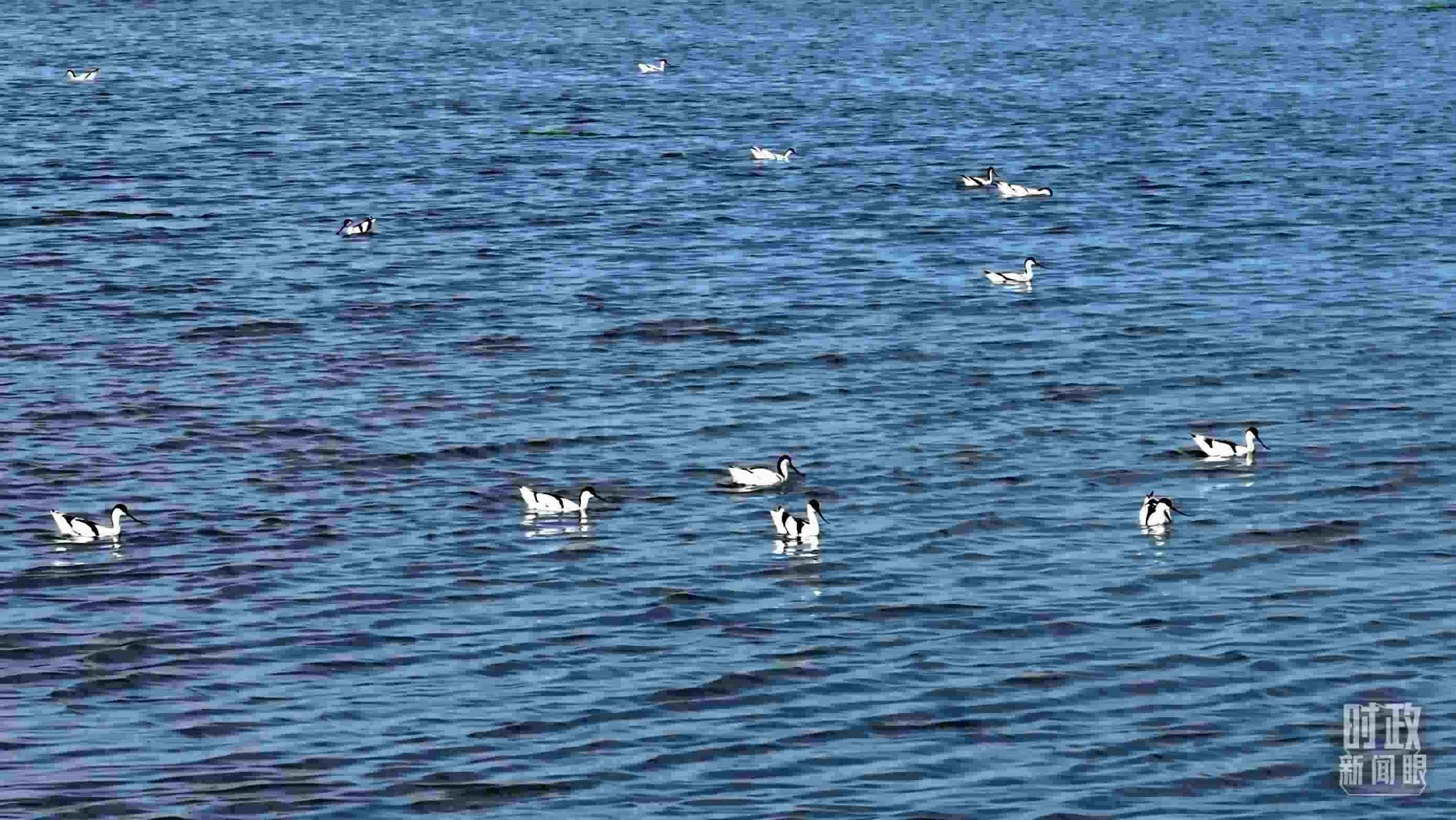 △鹽湖棲息的鳥(niǎo)類。（總臺(tái)記者裴大偉、康曉宇拍攝）