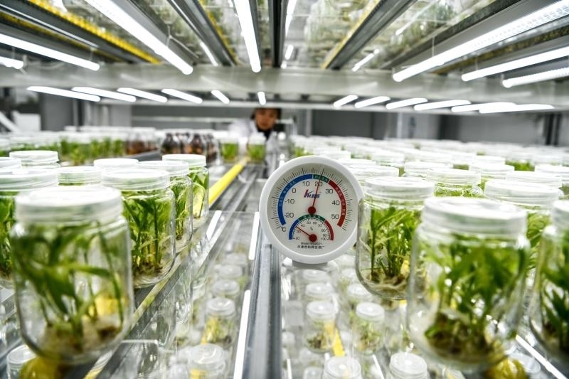 工作人員在貴陽市開陽縣南江蔬菜良種繁育中心的組培中心查看姜苗生長(zhǎng)情況（2023年5月23日攝）。新華社記者 楊文斌 攝