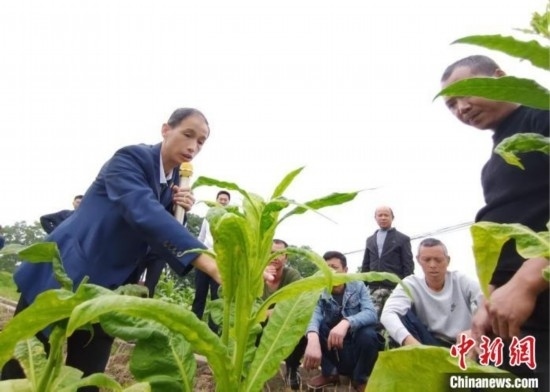 “鄉(xiāng)村學(xué)堂”田間現(xiàn)場教學(xué)。(資料圖) 唐濤華 攝