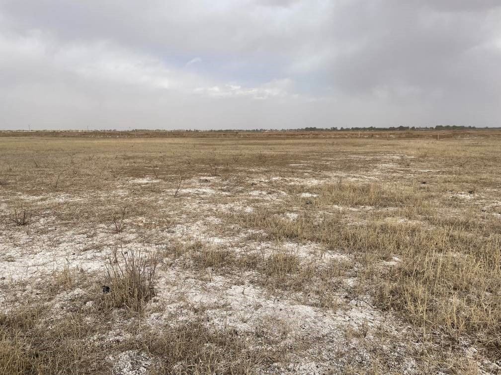 撂荒后的部分地塊已現(xiàn)鹽堿。 人民網(wǎng)記者 楊喬攝