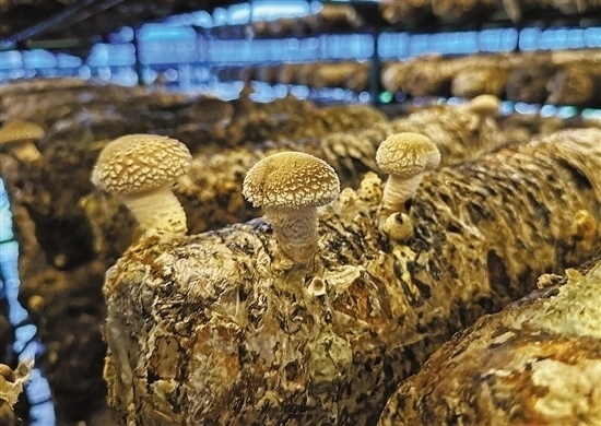 龍游數(shù)智大棚種植的花菇。 記者 祝梅 攝