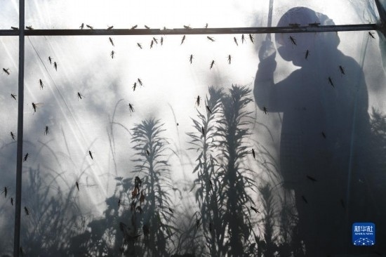 6月21日，山東省樂陵市西段鄉(xiāng)岔河村東亞飛蝗養(yǎng)殖基地的養(yǎng)殖戶在大棚內(nèi)忙碌。新華社記者 范長國 攝