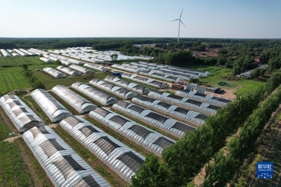 這是6月21日在山東省樂陵市西段鄉(xiāng)岔河村拍攝的東亞飛蝗養(yǎng)殖基地（無人機(jī)照片）。新華社記者 范長國 攝