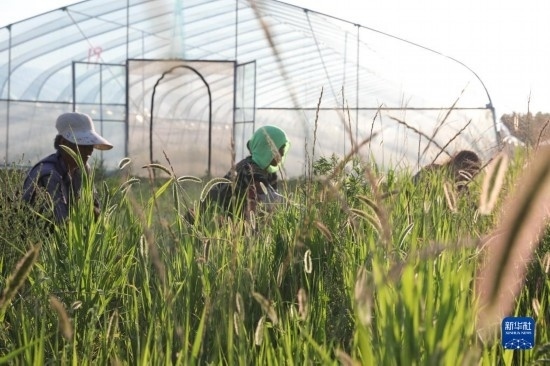6月21日，山東省樂陵市西段鄉(xiāng)岔河村東亞飛蝗養(yǎng)殖基地的螞蚱養(yǎng)殖戶在割草。新華社記者 范長國 攝