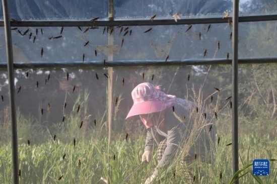 6月21日，山東省樂陵市西段鄉(xiāng)岔河村東亞飛蝗養(yǎng)殖基地的螞蚱養(yǎng)殖戶在割草。新華社記者 范長國 攝