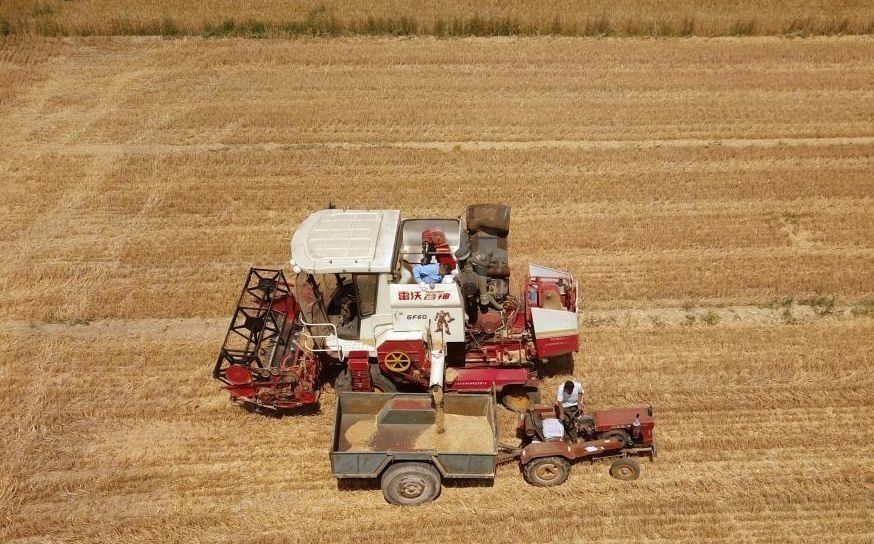 2023年6月14日，在山東省臨邑縣林子鎮(zhèn)，聯(lián)合收割機(jī)在收獲小麥。