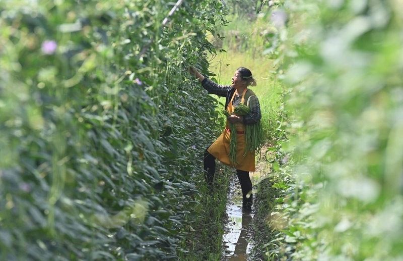 2023年6月15日，在廣西柳州市鹿寨縣中渡鎮(zhèn)石墨村，村民在高標(biāo)準(zhǔn)農(nóng)田里采收豆角。