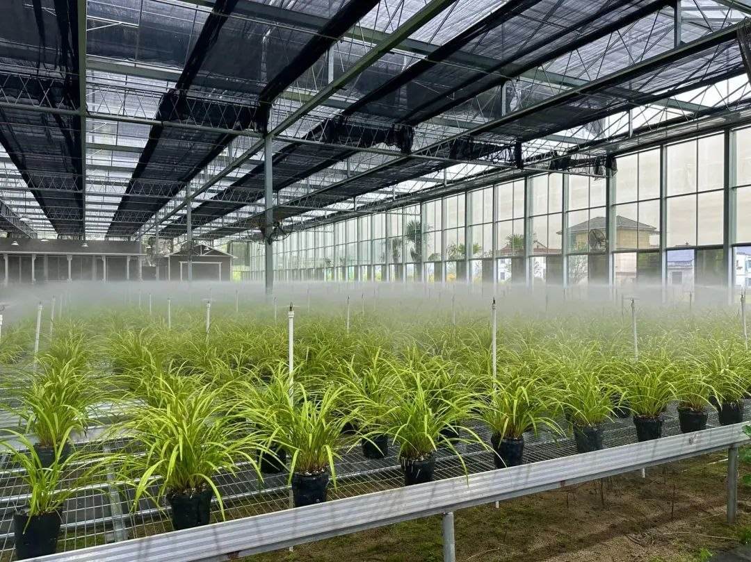 浙江省紹興市柯橋區(qū)漓渚鎮(zhèn)棠棣村的蘭花種植基地。靜玄 攝