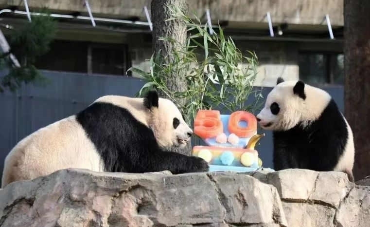 2022年，美國國家動物園舉辦活動慶祝大熊貓抵美50周年，園方為大熊貓“美香”“添添”和“小奇跡”一家三口準備了有“50”字樣的冰凍水果蛋糕。（圖片來源：雅安市廣播電視臺）