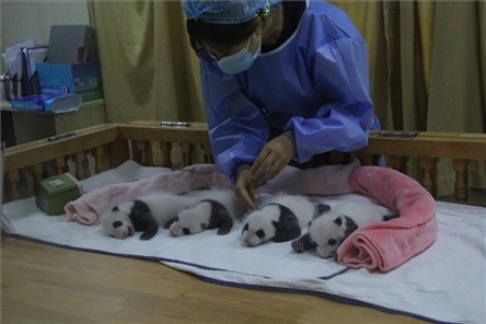 成都大熊貓繁育研究基地成立于1987年，先后攻克了大熊貓人工飼養(yǎng)與管理、繁殖與育幼、疾病防控與種群遺傳管理等關(guān)鍵技術(shù)難題，建成全球最大的大熊貓人工繁育遷地保護種群，數(shù)量達230余只。（圖片來源：成都大熊貓繁育研究基地網(wǎng)站）