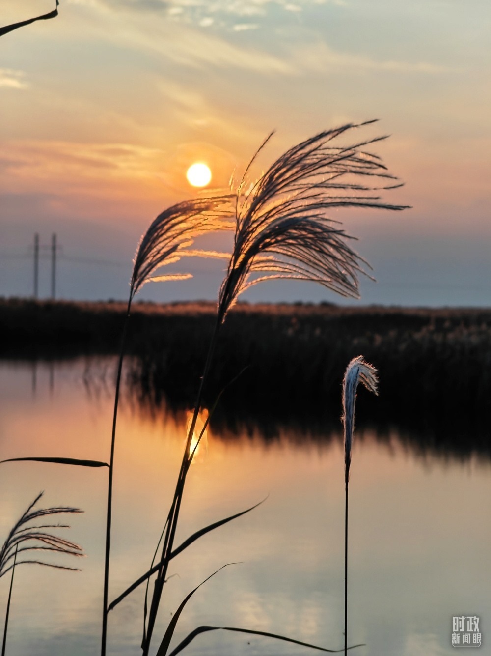 2021年10月，習(xí)近平赴山東東營(yíng)考察黃河入?？凇｜S河三角洲濕地，蘆葦飄蕩。（總臺(tái)央視記者彭漢明拍攝）