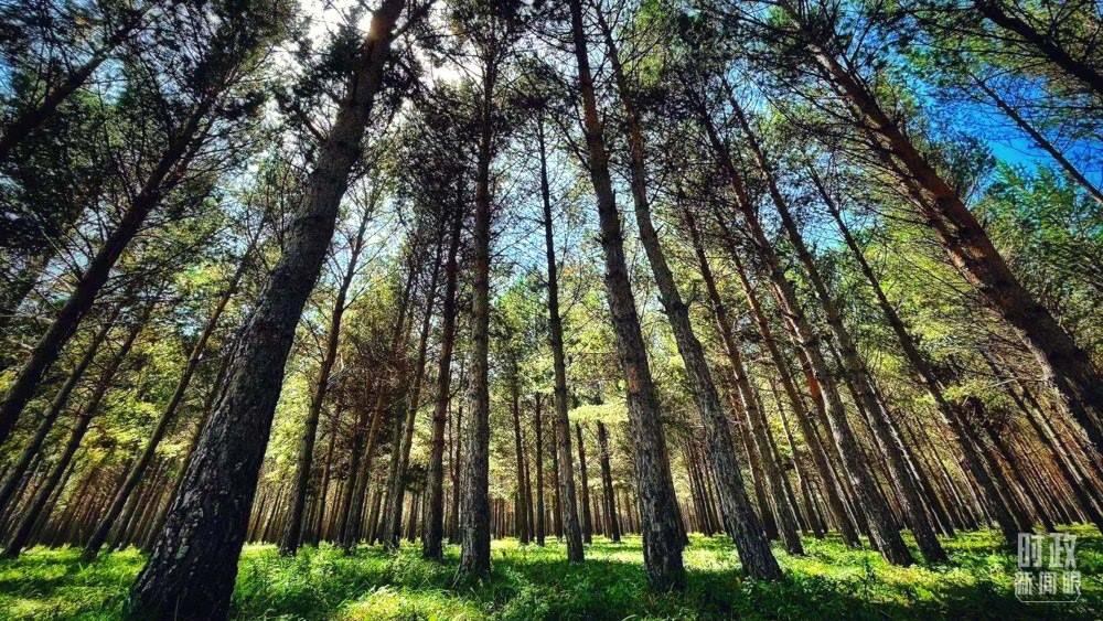 河北塞罕壩。（總臺(tái)央視記者謝曉光拍攝）