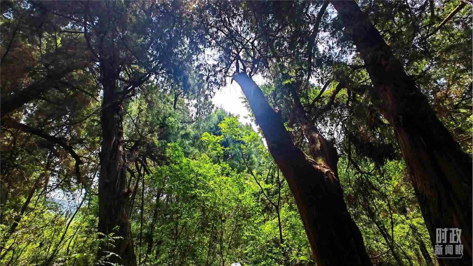 △翠云廊內(nèi)，古柏郁郁蔥蔥。（總臺(tái)央視記者程鋮拍攝）