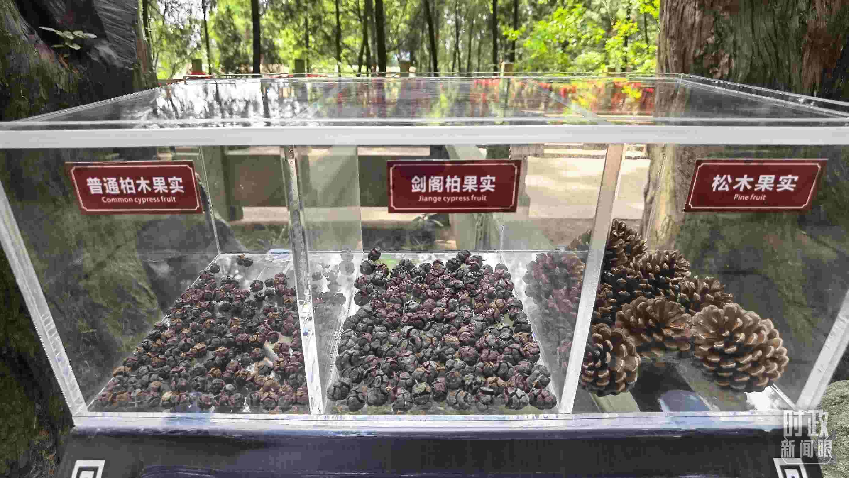△翠云廊古蜀道，現(xiàn)場(chǎng)陳列的柏木和松木果實(shí)。（總臺(tái)央視記者石丞拍攝）