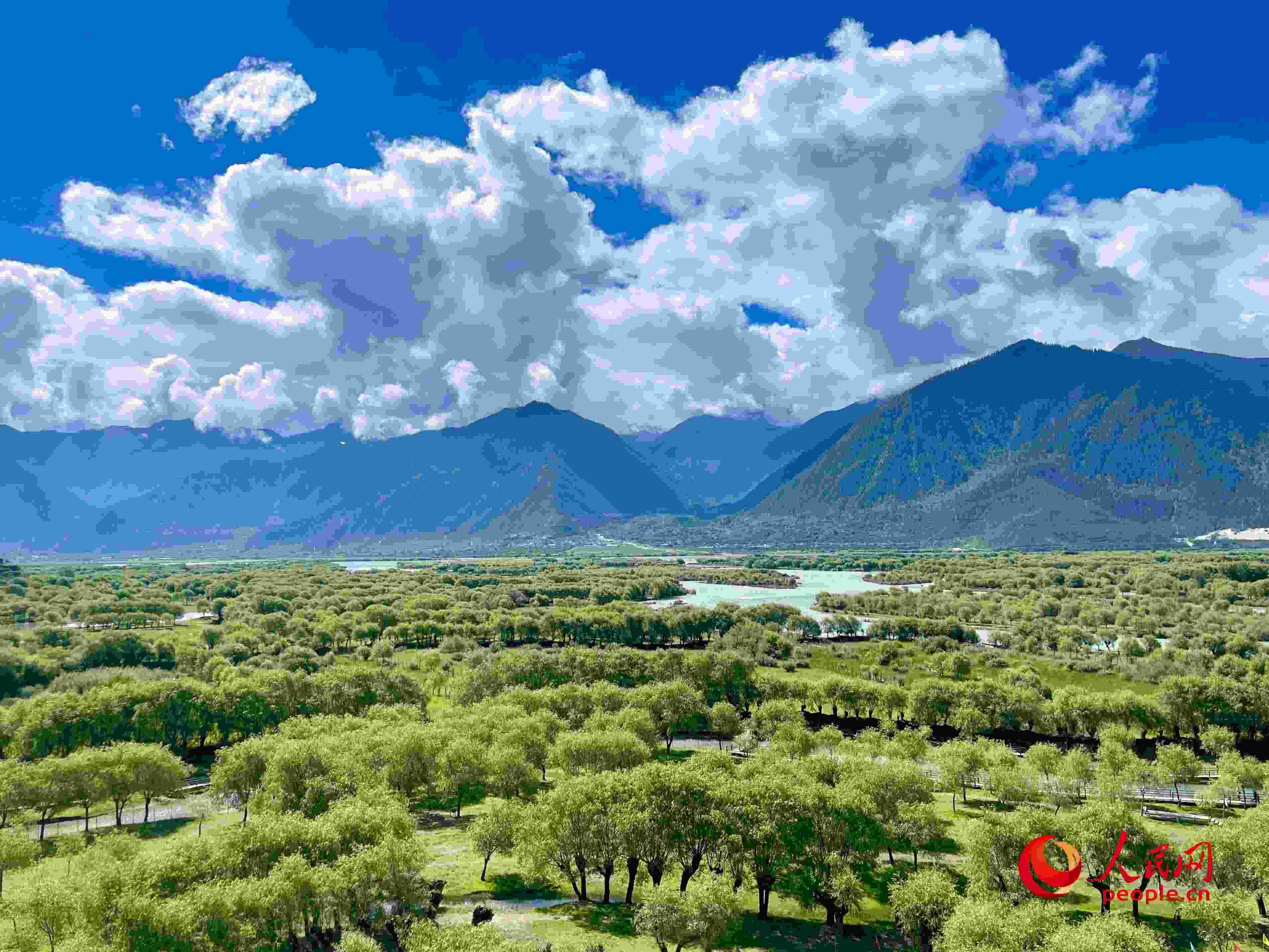 夏日的雅尼國(guó)家濕地公園生機(jī)盎然，如詩(shī)如畫。人民網(wǎng) 周靜圓攝