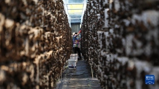 7月29日，在卓尼縣納浪鎮(zhèn)納浪村黑木耳種植基地，農(nóng)戶在采摘黑木耳。