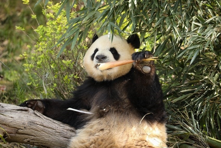 大熊貓“芝麻”。成都大熊貓繁育研究基地供圖